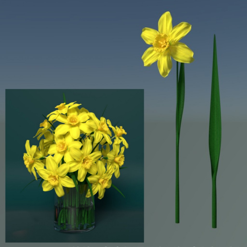Rush Daffodil (Narcissus jonquilla, ÃÂ¼onkil) preview image 1